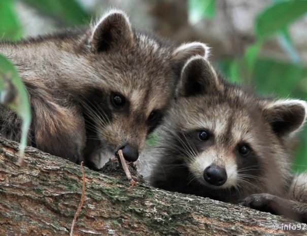 racoon-2015-17